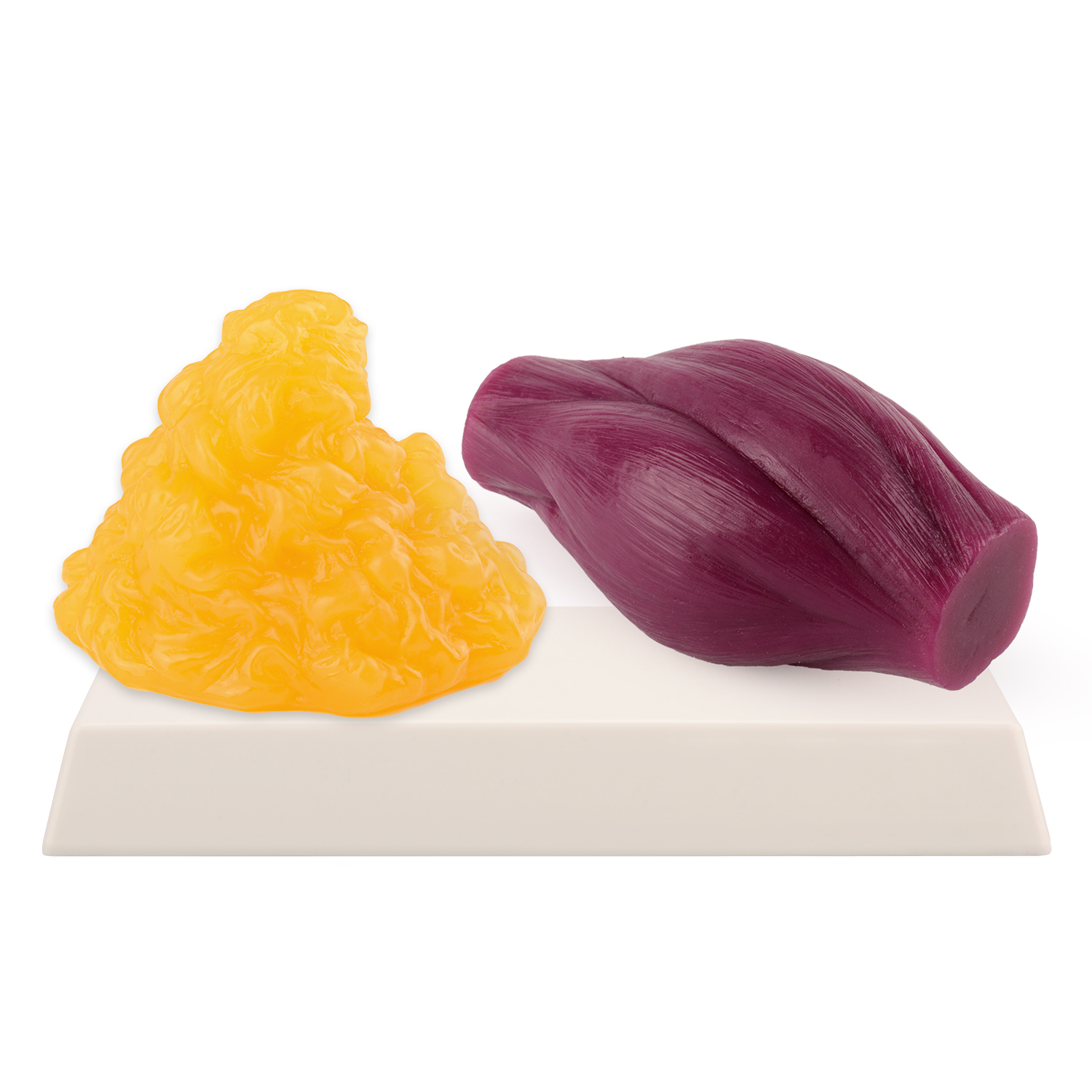 Fitness With Nutrition - 1lb Fat Replica & Muscle to