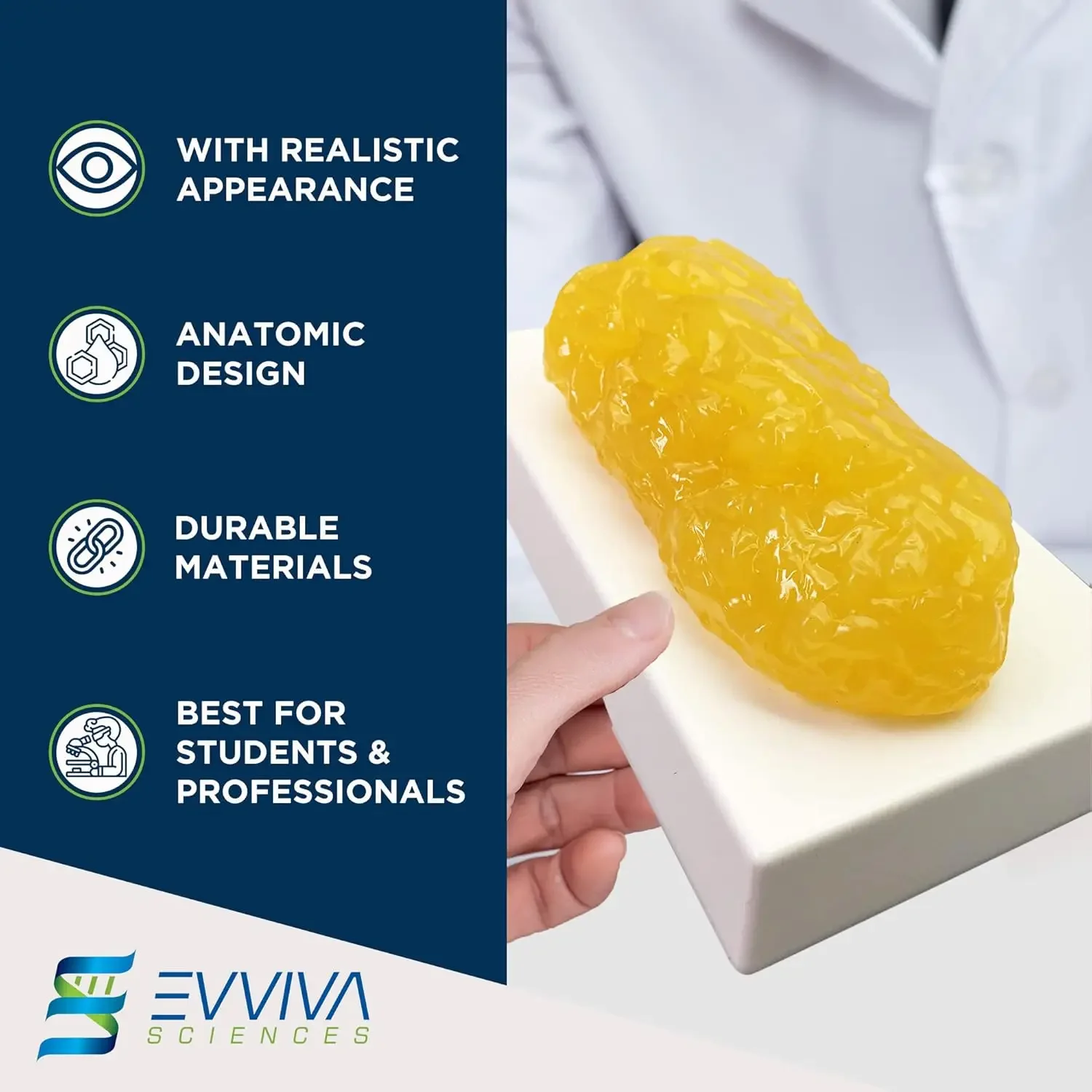 Human Muscle and Fat Replicas  - مراجعة Nutrition For Health Fitness & Sport Melvin Williams وسعره