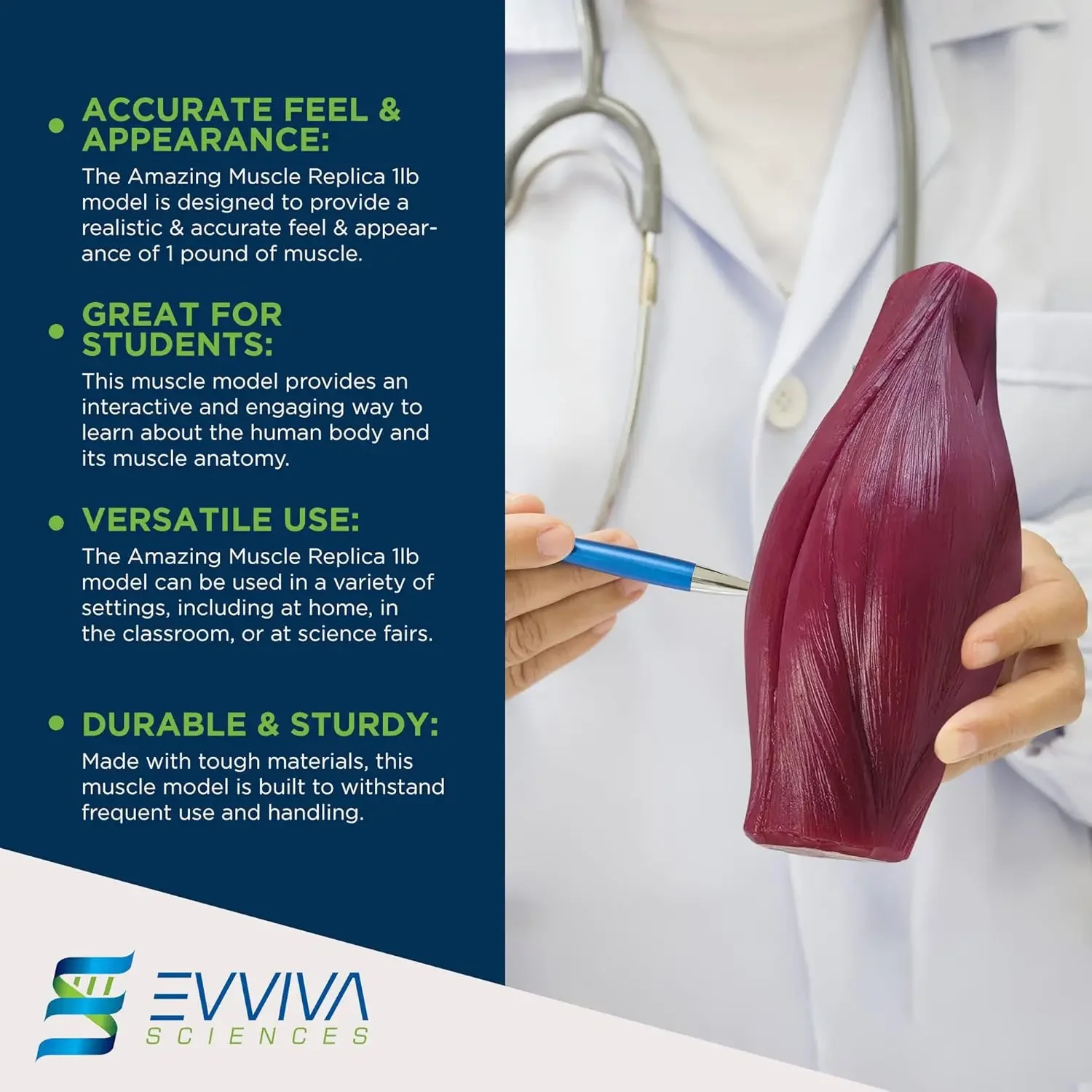 Human Muscle and Fat Replicas  - مراجعة Nutrition For Health Fitness & Sport Melvin Williams وسعره